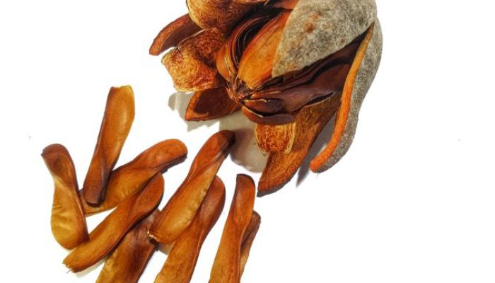 Buah Mahoni dan Potensinya bagi Kesehatan Vitalitas Pria