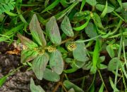 Khasiat Daun Patikan Kebo untuk Kesehatan Tubuh