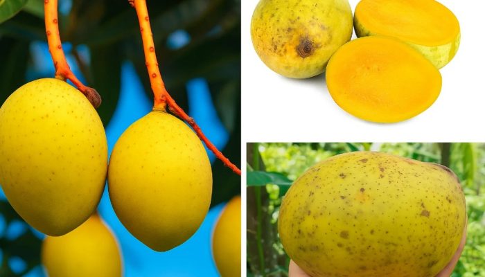 Rahasia Buah Limus: Rasa Segar dan Khasiat Kesehatan