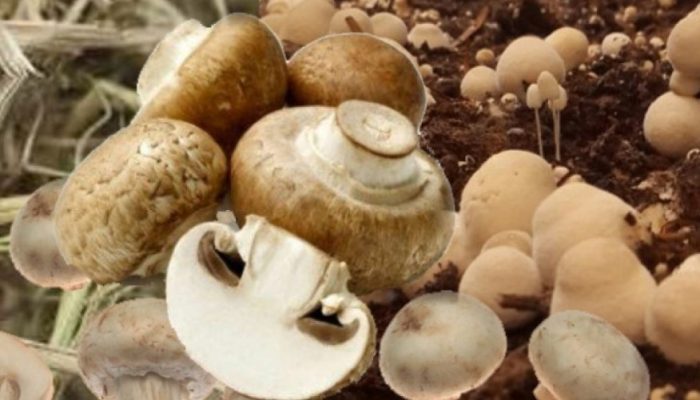 Jamur Merang: Nutrisi, Manfaat, dan Rahasia Kesehatannya